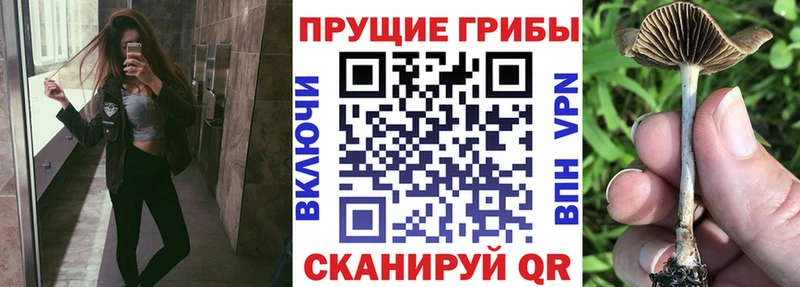Псилоцибиновые грибы Magic Shrooms  где продают наркотики  Сосновоборск 